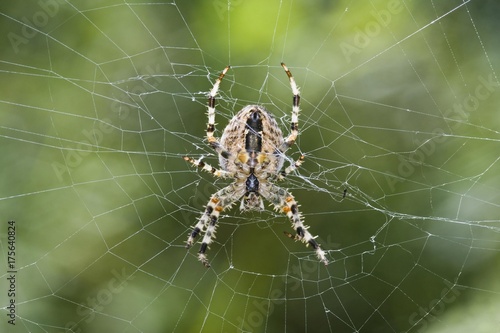 European Garden Spider or Diadem Spider or Cross Spider (Araneus diadematus)