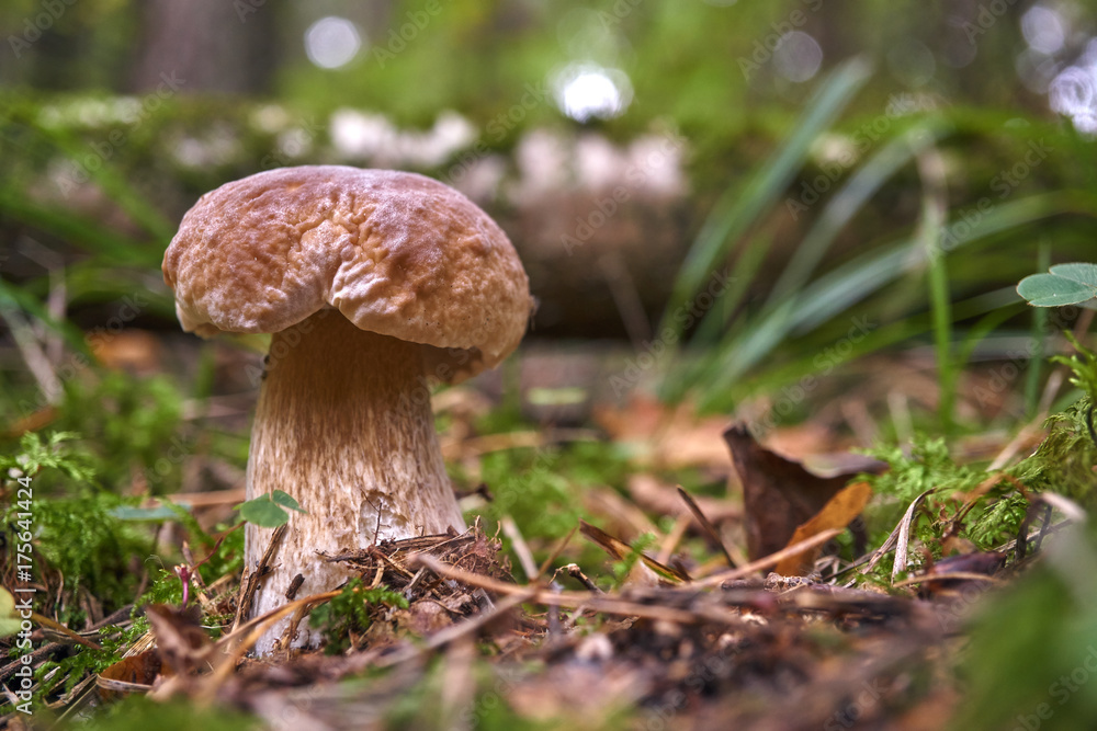 one brown mushroom, Lurid Bolete, in the woods. one brown mushroom, Lurid Bolete, in the woods.