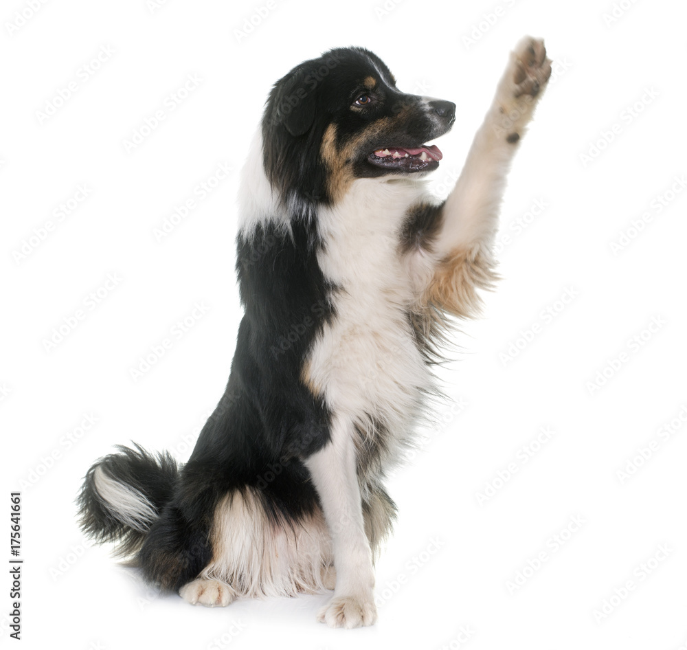 Fototapeta premium tricolor australian shepherd
