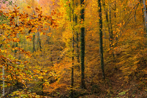 Scenic landscape of autumn forest