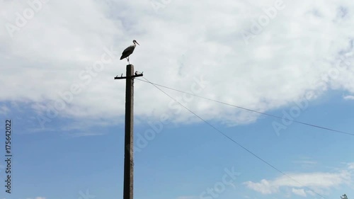 White stork sits in a nest on a pole on a summer day