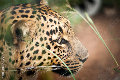 Leopard. South Africa
