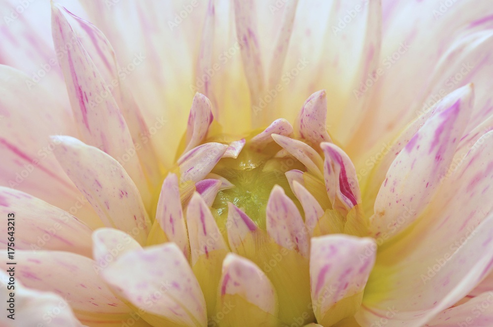 Fototapeta premium Flowering Dahlia (Dahlia)
