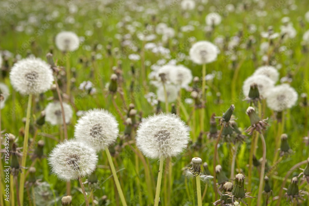 Dandelion clocks, blowballs on a meadow