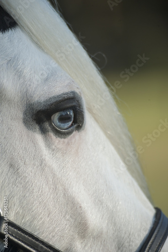 Detail of horse eye