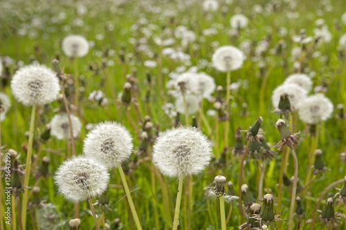 Dandelion clocks  blowballs on a meadow