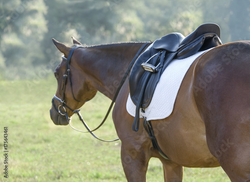 American Quarter horse stallion with saddle