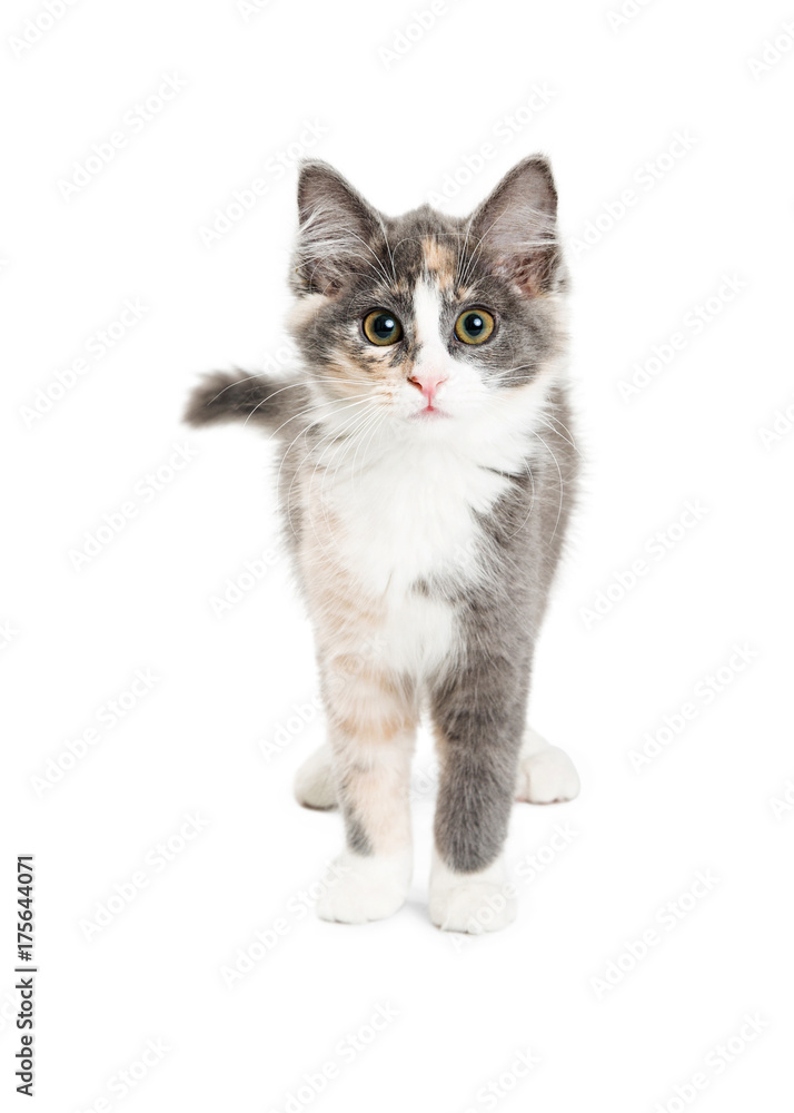 Cute Kitten on White Looking Into Camera