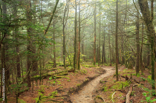 Fotografie A trail winds through Great Smoky Mountains National Park