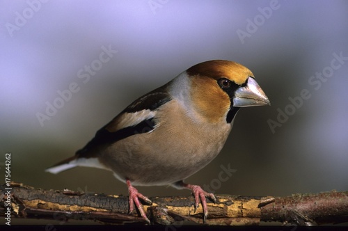 Hawfinch (Coccothraustes coccotraustes), Finches