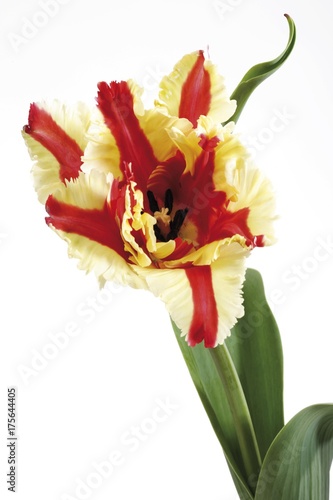 Fotografía Red and yellow Parrot Tulip (Tulipa)