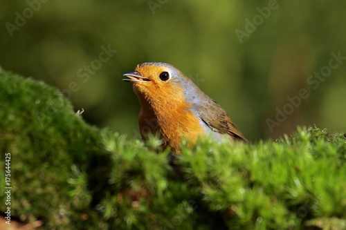 Robin - european robin - redbreast- (Erithacus rubecula) © imageBROKER
