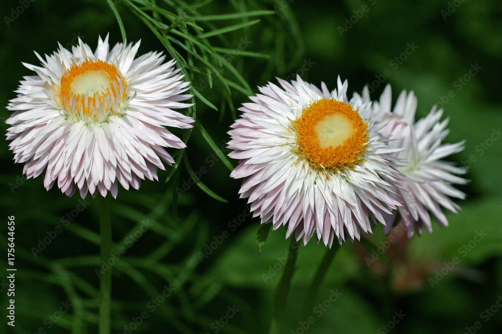 Flowering straw daisy - paper daisy (Helichrysum bracteatum) Flowering straw daisy - paper daisy (Helichrysum bracteatum)