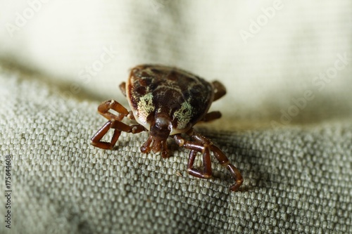 Tropical tick on wear, Costa Rica, Central America