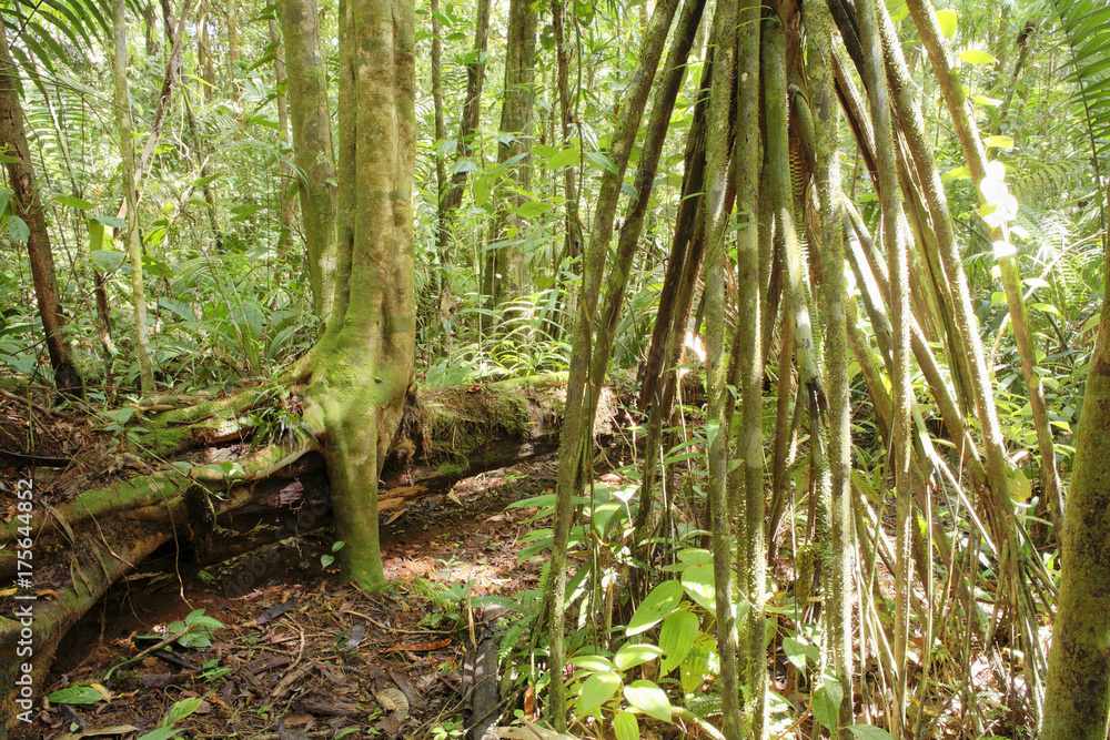 Obraz premium Stilt roots of palm tree in rainforest, Maquenque National Park, Costa Rica, Central America