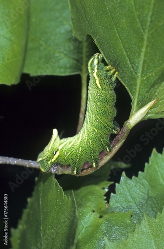 Kentish Glory (Endromis versicolora) caterpillar feeding on a leaf