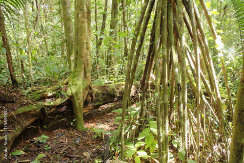 Stilt roots of palm tree in rainforest  Maquenque National Park  Costa Rica  Central America