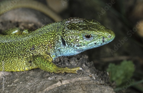 Eastern green lizard (Lacerta viridis) male