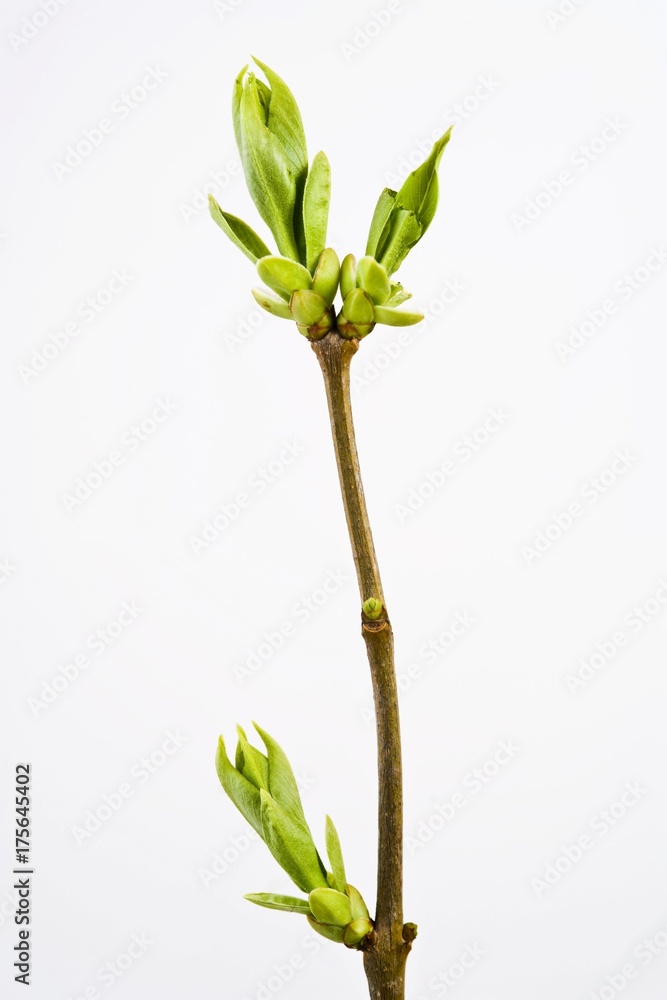 Obraz premium Lilac branch in springtime (Syringa)