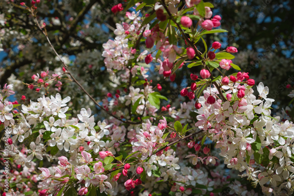Beautiful white, pink and red blooming flowers on the tree during the spring in England Beautiful white, pink and red blooming flowers on the tree during the spring in England