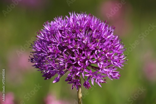 Flower head of a Purple Sensation Onion  Allium aflatunense   Allium x hollandicum 