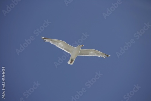 Flying herring gull (Larus argentatus) with ringed leg