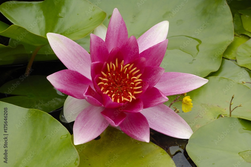 Waterlily (Nymphaea), blossom and pads Waterlily (Nymphaea), blossom and pads