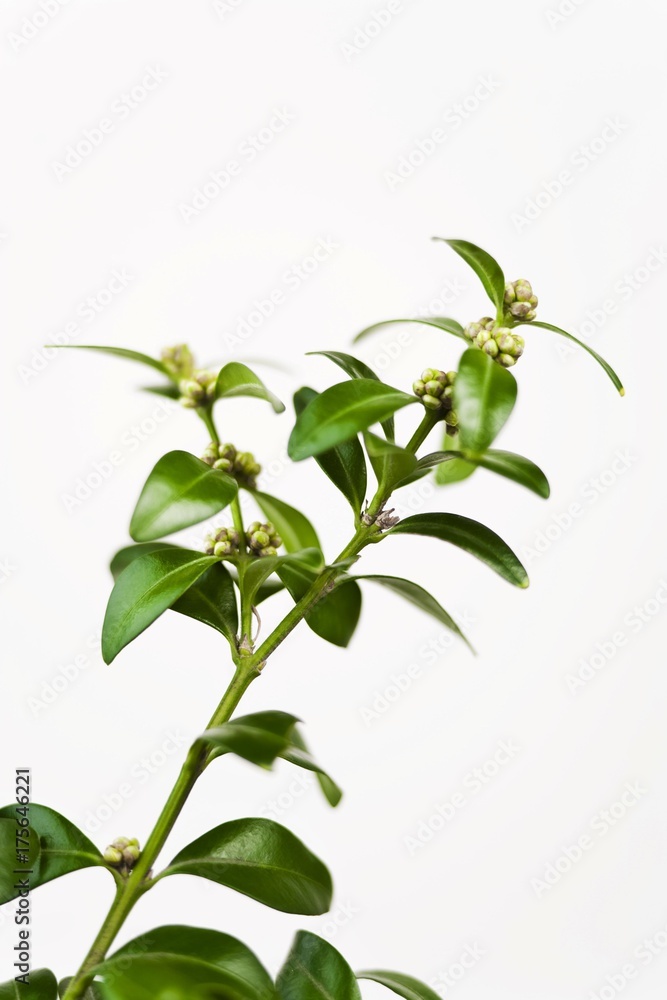 Obraz premium Box or Boxwood tree, detail (Buxus)