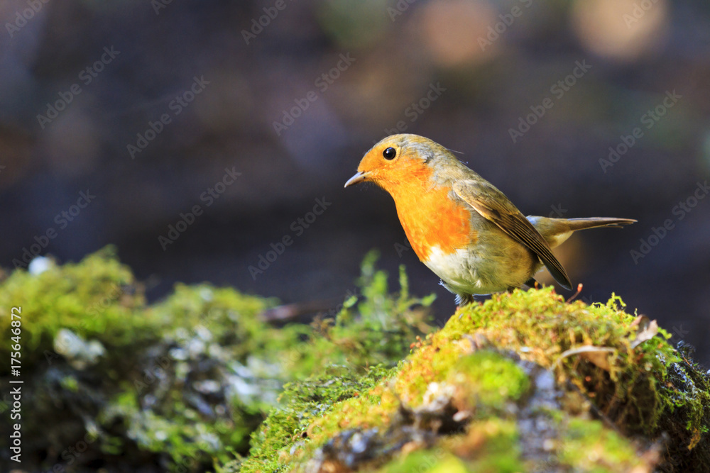 robin in the evening rays on green moss robin in the evening rays on green moss