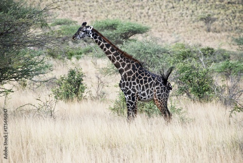 Rothschild giraffe  giraffa rothschildi   Samburu National Park  Kenya  Africa