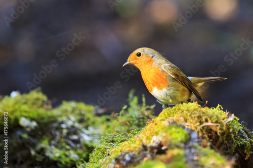 robin in the evening rays on green moss