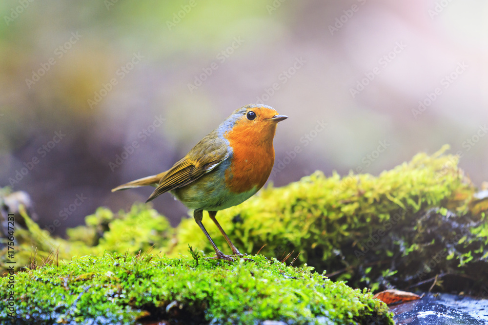 robin among the green forest robin among the green forest