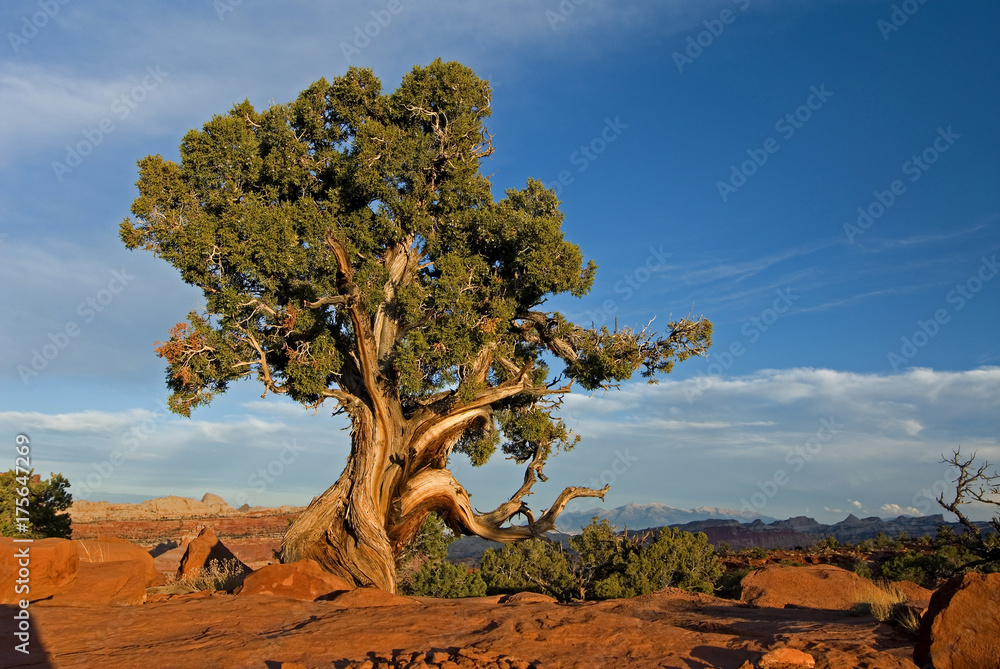 Old gnarled weathered Utah-Juniper (juniperus osteosperma), Capitol Reef National Park, Utah, USA, North America