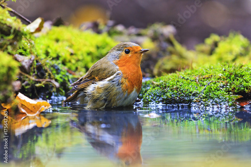 robin with drops of water on the feathers in Forest Lake photo