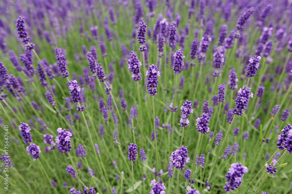 Lavender (lavandula angustifolia)