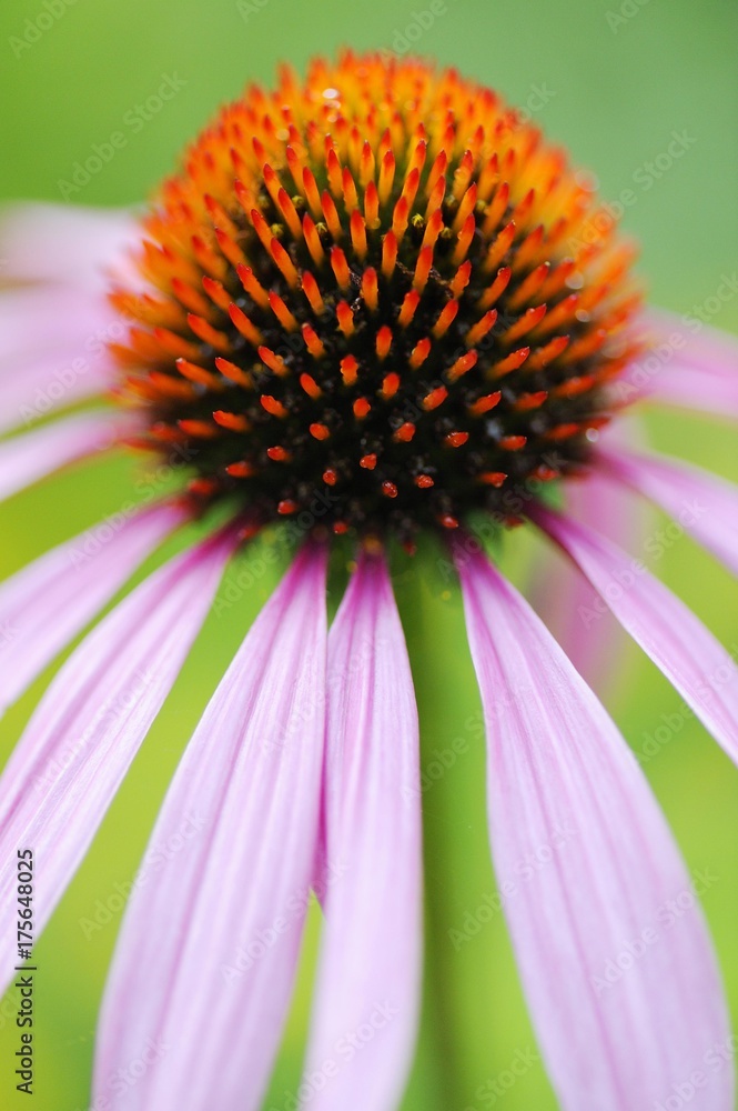 Eastern Purple Coneflower (Echinacea purpurea) Eastern Purple Coneflower (Echinacea purpurea)