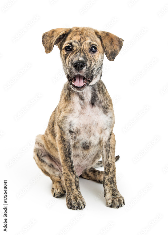 Cute Puppy With Funy Happy Expression