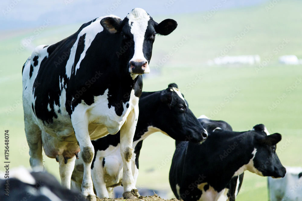Three black-and-white Holstein cows (Bovinae)