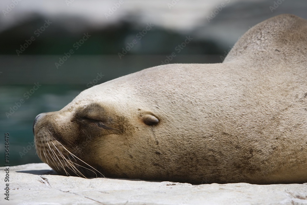 Naklejka premium Sea lion