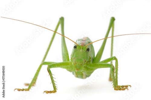 Bush-cricket (Tettigonia viridissima)