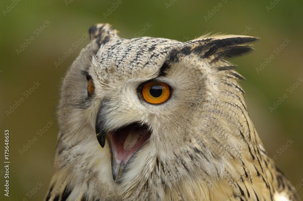 Naklejka premium Eagle Owl (bubo bubo) portrait in winter plumage