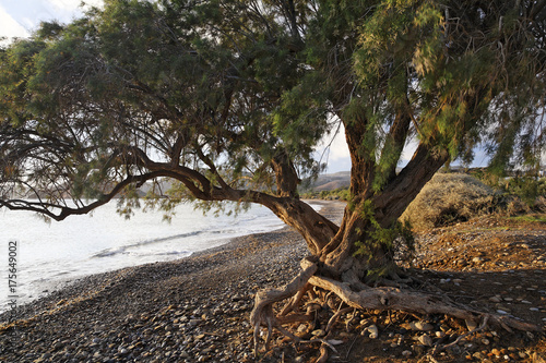 Old tamarisk (Tamarix africana) at Kouremenos beach near Palekastro, eastern Crete, Greece, Europe