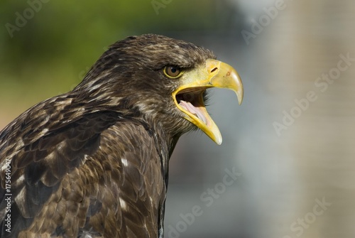 Eagle  Haliaeetus albicilla