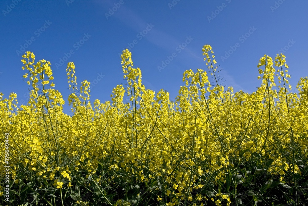 Rape (Brassica napus), flowering rape plants in a field of rape, Herzogtum Lauenburg, Schleswig-Holstein, Germany, Europe Rape (Brassica napus), flowering rape plants in a field of rape, Herzogtum Lauenburg, Schleswig-Holstein, Germany, Europe