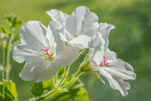 Fototapeta Naklejka Na Ścianę i Meble -  Pelargonia angielska