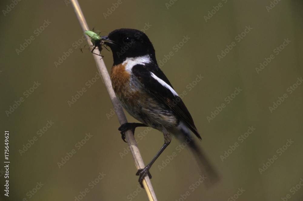 Naklejka premium African Stonechat (Saxicola torquata), male with food for young