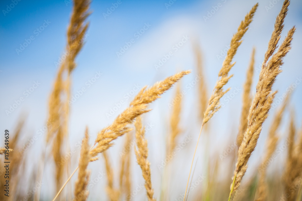 Fototapeta premium Nature meadow, relaxing colors and natural background