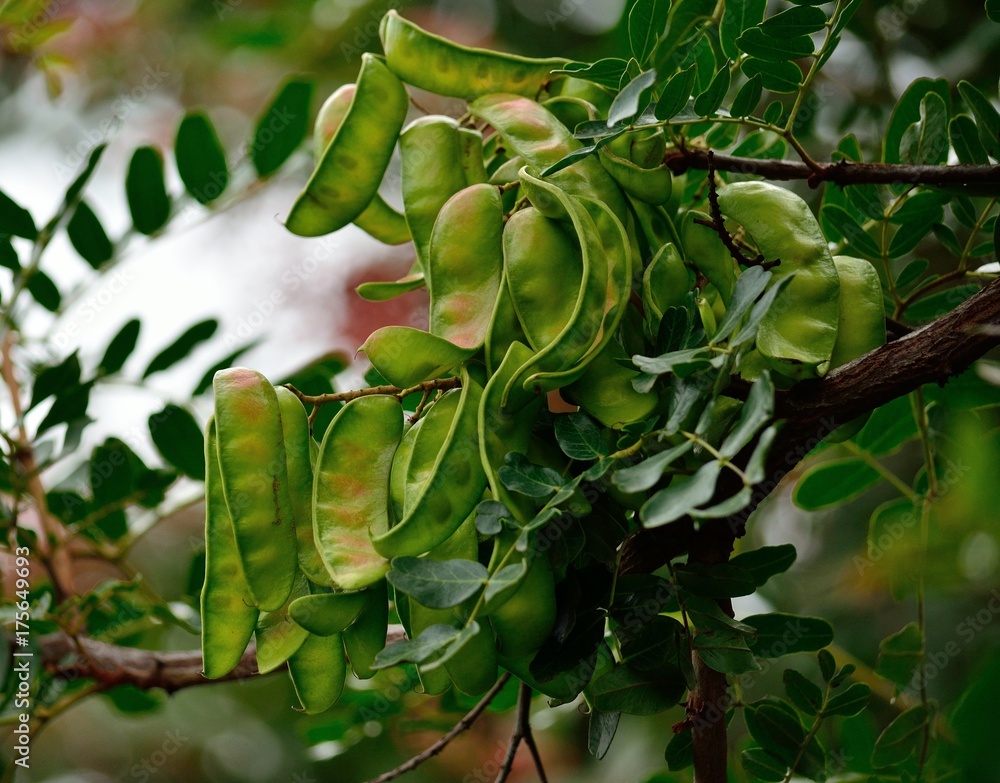 Green fruits of carob tree on the branch Green fruits of carob tree on the branch