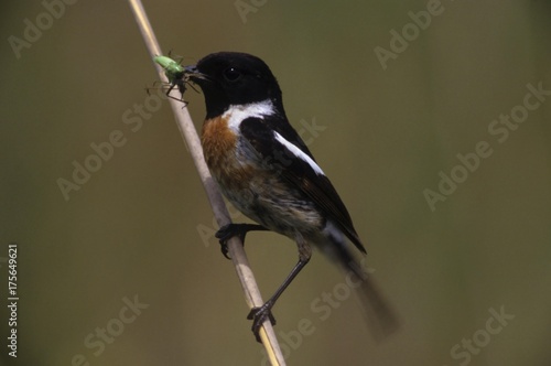 African Stonechat (Saxicola torquata), male with food for young
