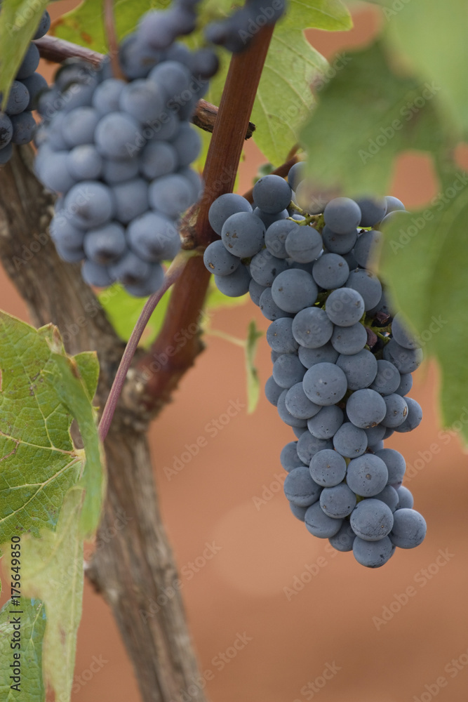 Fototapeta premium Blue grapes in Istria, Croatia, Europe